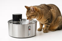 BlushyPaws Hydration Fountain