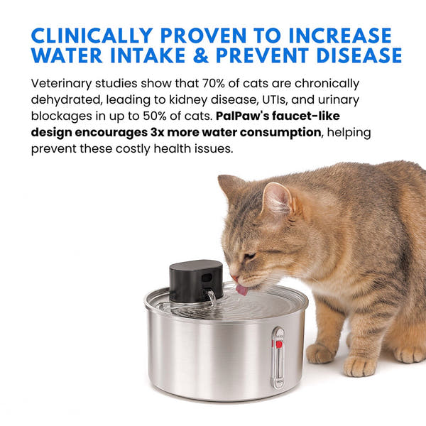 BlushyPaws Hydration Fountain